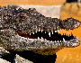 Croco